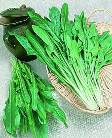 Chicory