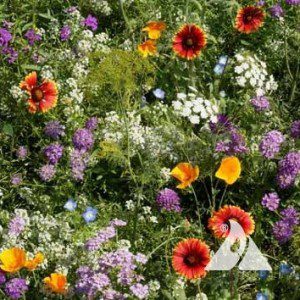 Beneficial Insect Mix