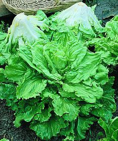 Broadleaf Batavian-org
