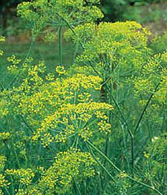 Dill, Bouquet-org