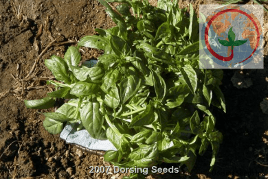 Genovese Basil-org