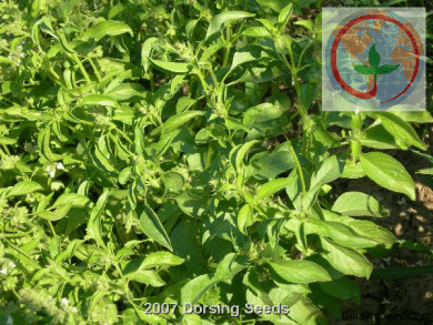 Lemon Basil-org