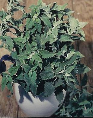 Catnip-org