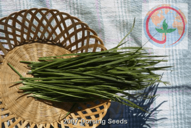 Chives, garlic-org