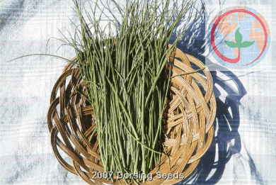 Chives, onion-org