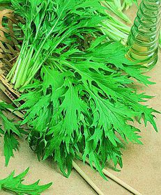 Arugula, Roquette - Morgan County Seeds