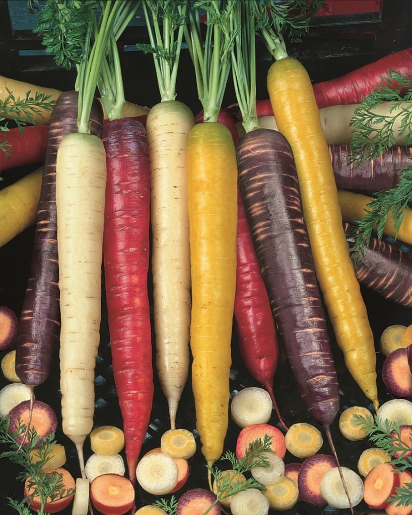 Rainbow Carrot Blend County Seeds