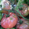 Bradywine Pink
