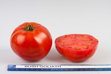 Bush Goliath Tomato Seeds 25 Seeds 