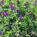 Hairy Vetch