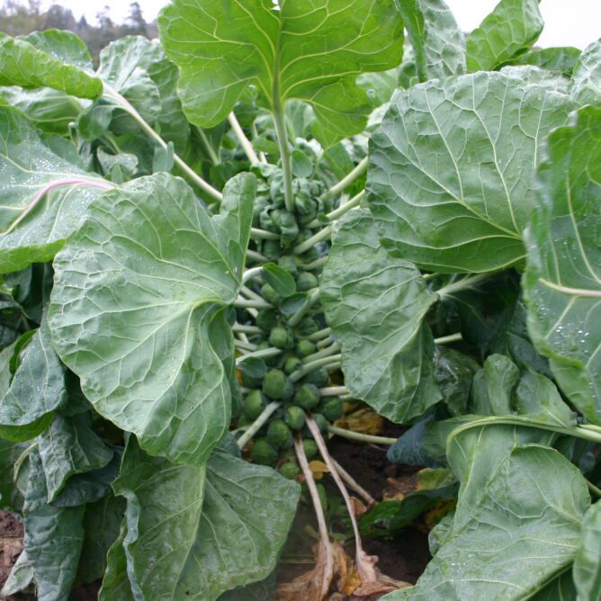 Long Island Improved County Seeds