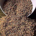 Fenugreek