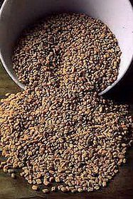 Fenugreek