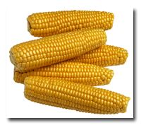Illini Xtra Sweet F1 SH2 Untreated