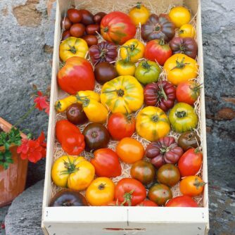 Tomate / Lycopersicon esculentum mixed