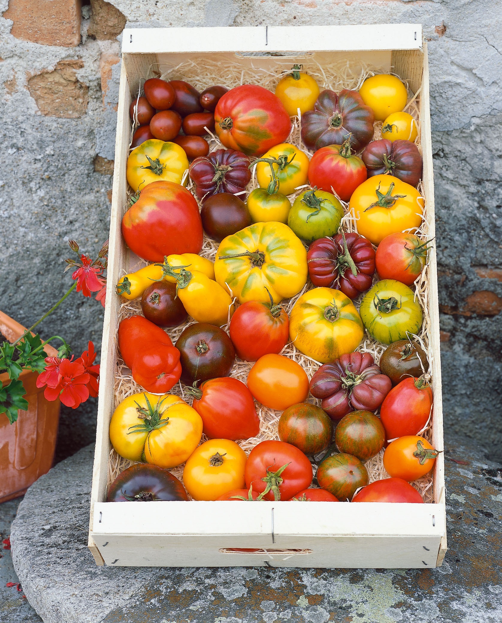Толстой семена томат. Идеал томат Наманган.