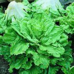 Broadleaf Batavian-org 1 Broadleaf Batavian-org