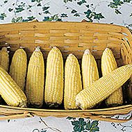Gold Nuggets F1 SE