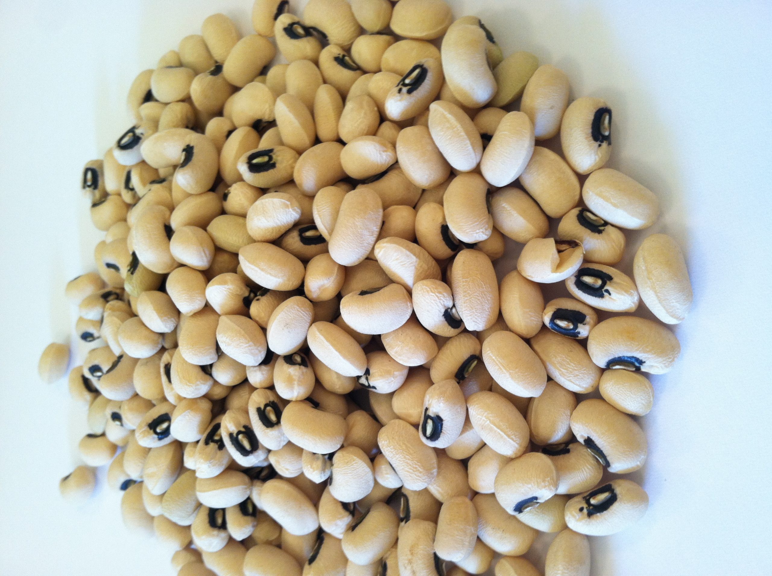 Black Eyed Pea County Seeds
