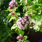 Oregano, Greek