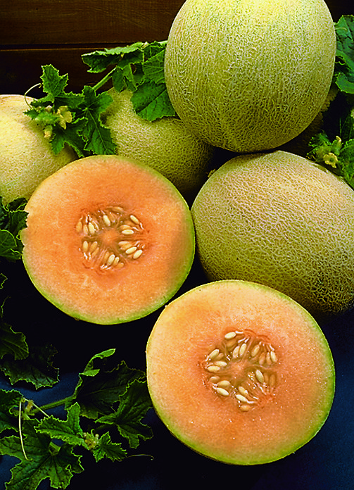 Melon, Honeydew Green Flesh Organic - Burpee