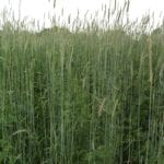 Winter Rye Grain
