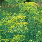 Dill, Bouquet