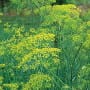 Dill, Bouquet