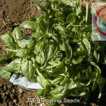 Genovese Basil-org 1 Genovese Basil-org