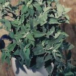 Catnip-org