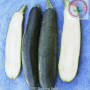 Black Zucchini