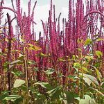 Amaranth Red Garnet