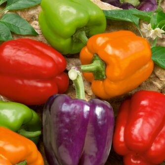 Paprika / Capsicum annuum Rainbow Bells mixed