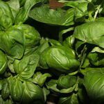 Genovese Basil