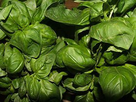 Genovese Basil