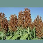 Sugar Drip Sorghum Seeds "Organic"  1 pound Approx 16,000 Seeds 