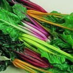 Rainbow Chard