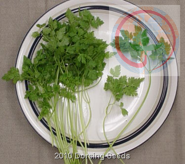 The Basic Principles Of How Long Are Chervil Seeds Viable 