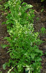 Arugula, Roquette - Morgan County Seeds