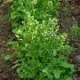 Arugula, Roquette