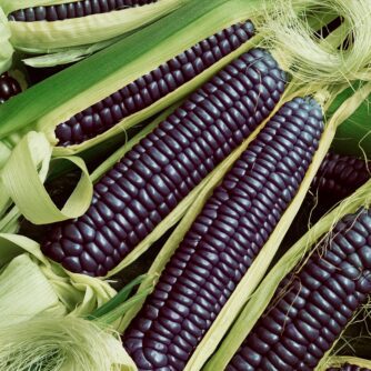 Mais / Zuckermais / Zea mays black