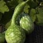 Speckled Swan Gourd