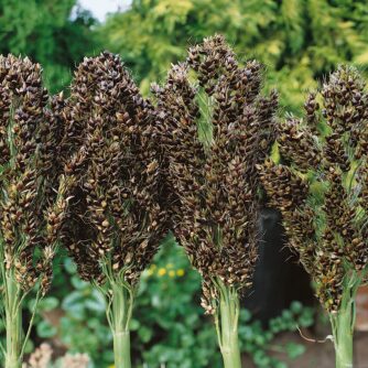 Hirse/Sorghum bicolor nigrum