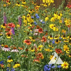 Wildflower Hummingbird/Butterfly Mix