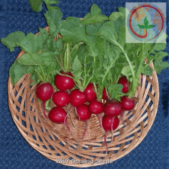 Champion Radish