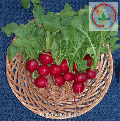 Champion Radish