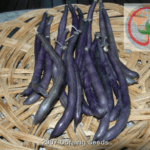 Purple Queen 1 Purple Queen