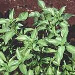 Lemon Basil