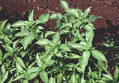 Lemon Basil