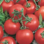 Tomate/Lycopersicon esculentum ETUDE Tomate/Lycopersicon esculentum ETUDE